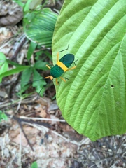 Paryphes flavocinctus