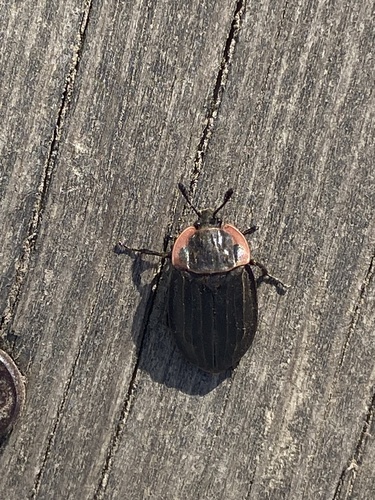 Margined Carrion Beetle photo 6