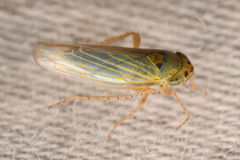 Gloridonus venditarius
