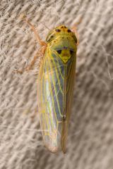 Gloridonus venditarius