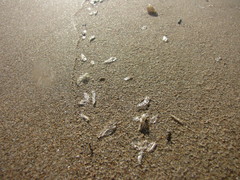 Chelophyes appendiculata