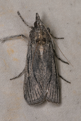 Cahela ponderosella
