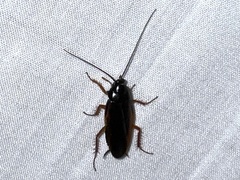 Ischnoptera