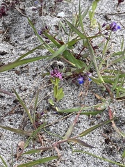 Habropoda miserabilis