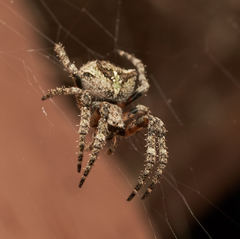 Araneus andrewsi