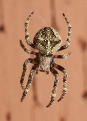 Araneus andrewsi