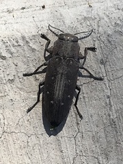 Chrysobothris basalis