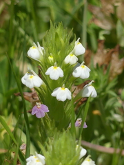 Castilleja rubicundula rubicundula