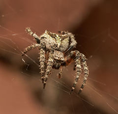 Araneus andrewsi