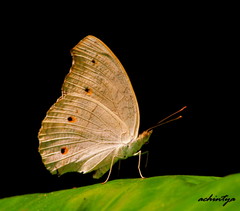 Junonia atlites