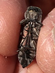 Chrysobothris basalis