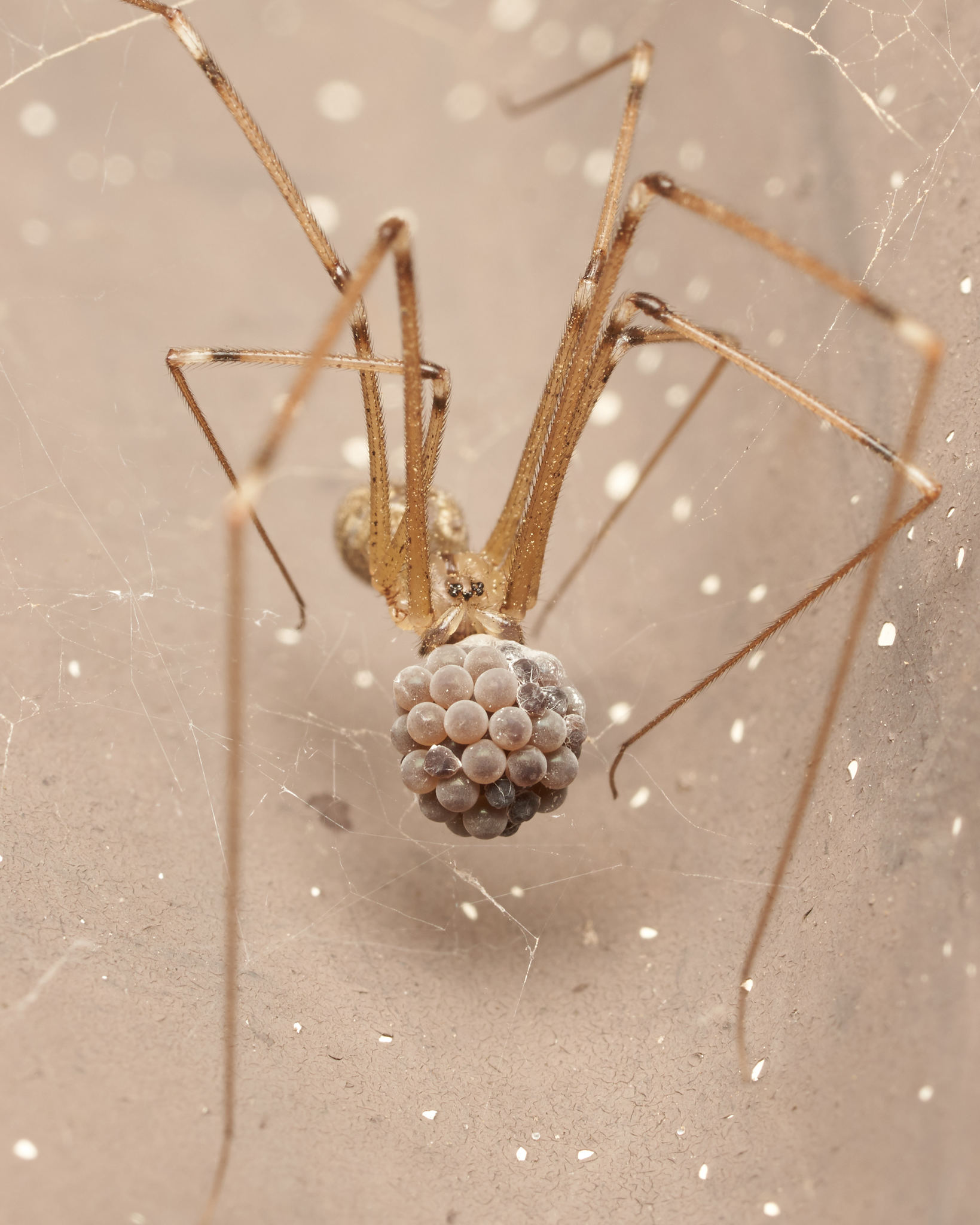 cellar spider