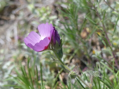 Sidalcea keckii