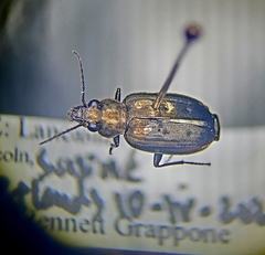 Bembidion cheyennense
