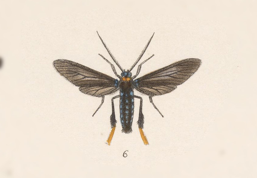 Poliopastea laciades