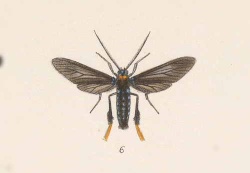 Poliopastea laciades