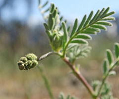 Astragalus curvicarpus