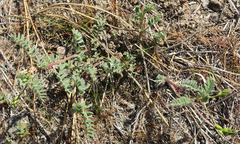 Astragalus curvicarpus