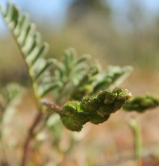 Astragalus curvicarpus