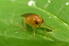 Psila