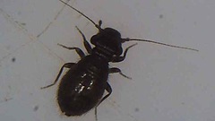 Lepinotus
