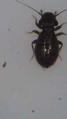 Lepinotus