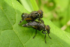 Platystoma seminationis