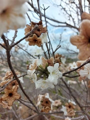 Cordia sonorae