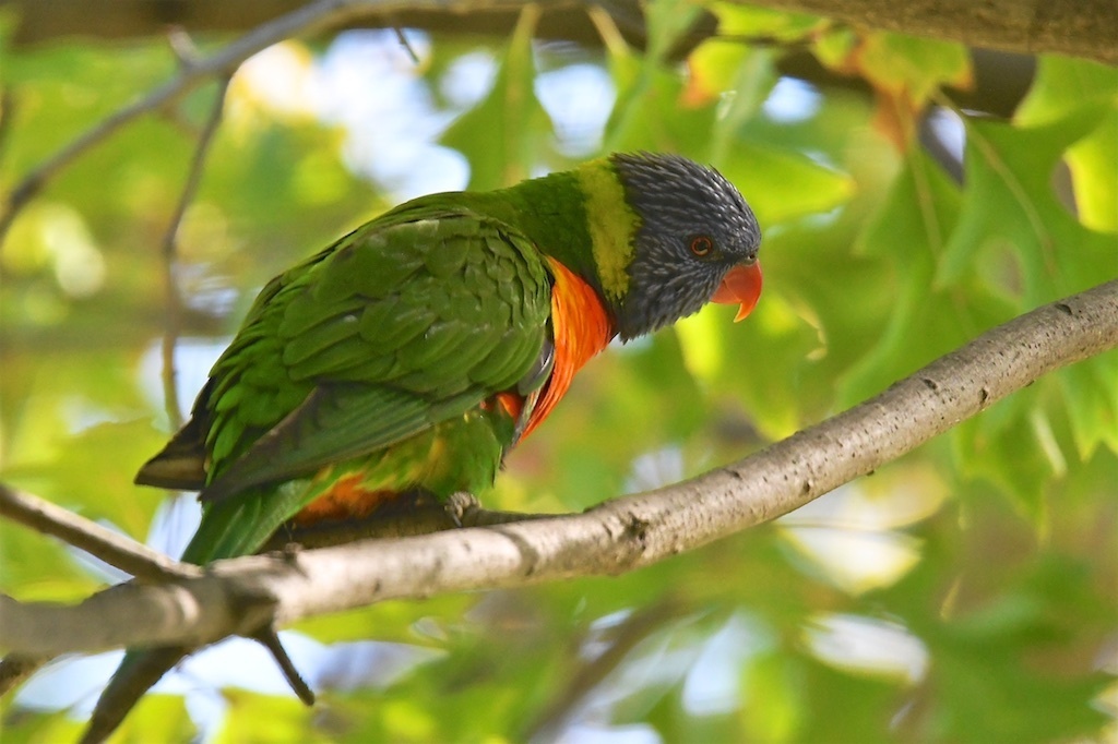 Радужный лорикет (Попугаи) · iNaturalist