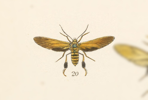 Poliopastea clavipes