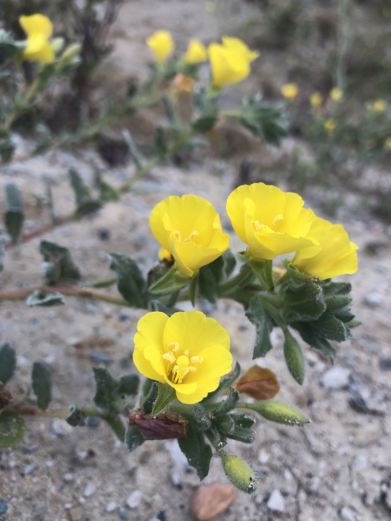 beach suncup