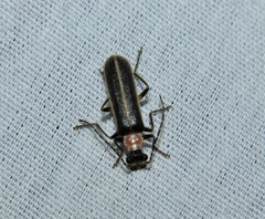 Podabrus flavicollis