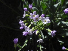 Phoenicaulis cheiranthoides
