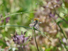 Heliolonche modicella
