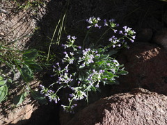 Phoenicaulis cheiranthoides