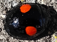 Coccinellidae