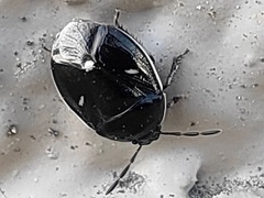 Adomerus triguttulus