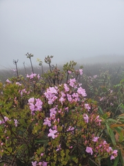 Rhododendron farrerae