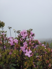 Rhododendron farrerae