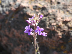 Boechera breweri
