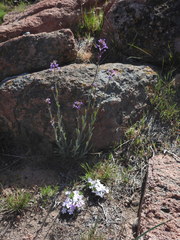 Boechera breweri