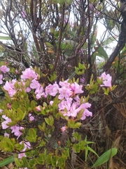 Rhododendron farrerae