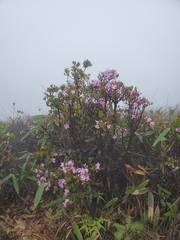 Rhododendron farrerae