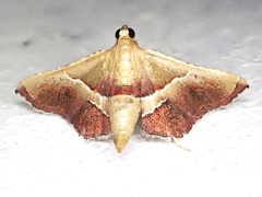 Endotricha repandalis