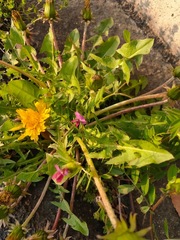 Taraxacum officinale