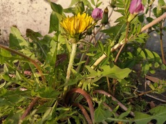 Taraxacum officinale