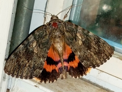 Catocala umbrosa