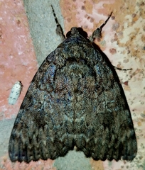 Catocala umbrosa