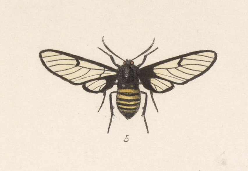 Homoeocera rodriguezi