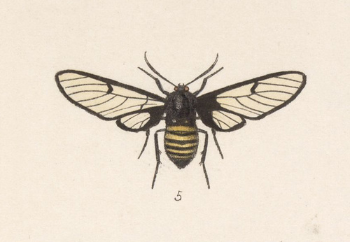 Homoeocera rodriguezi